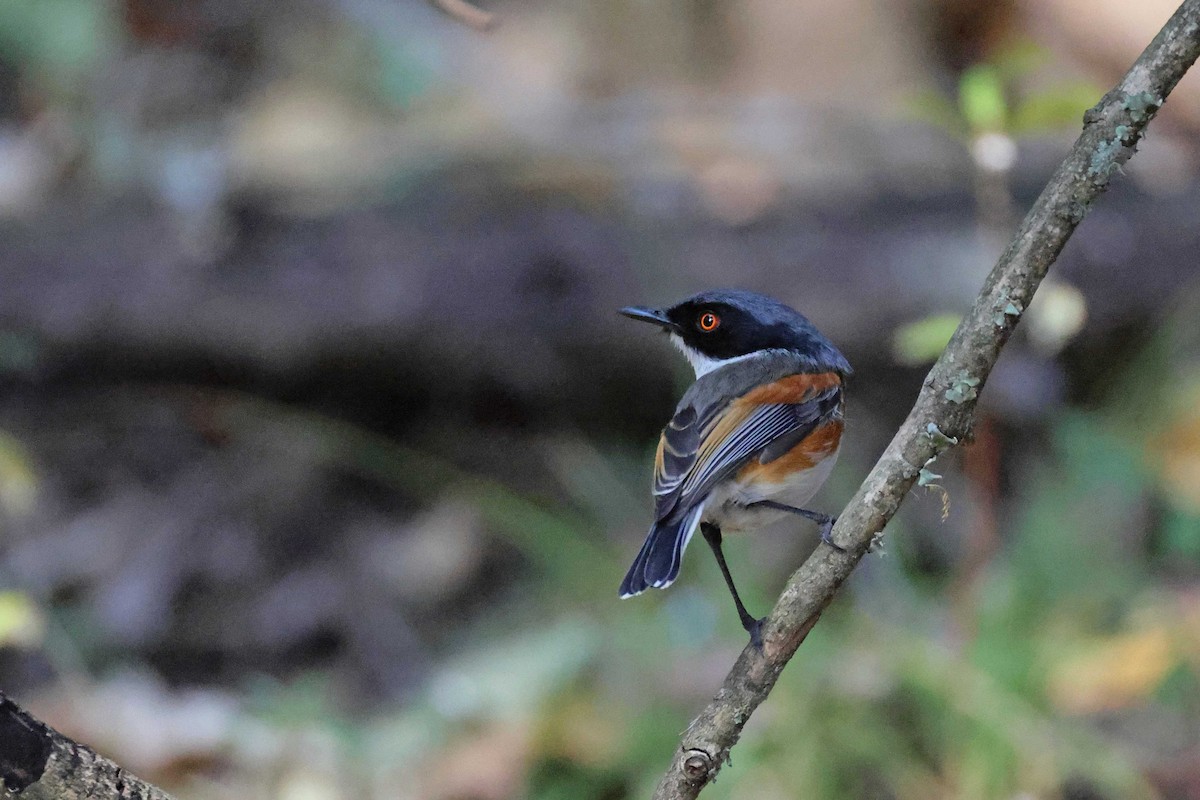 Kapschnäpper - ML645199394