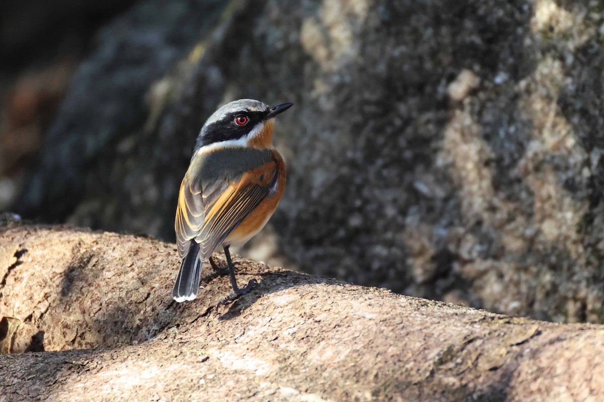 Kapschnäpper - ML645199395