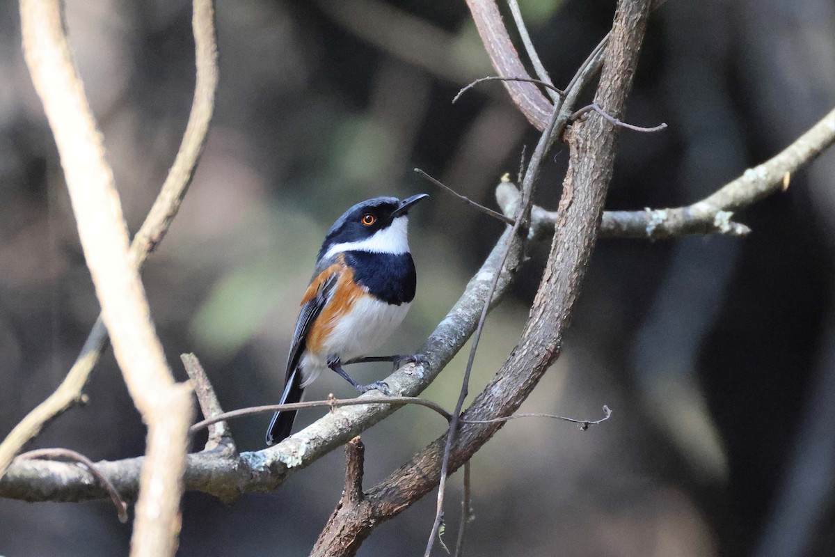 Kapschnäpper - ML645199396