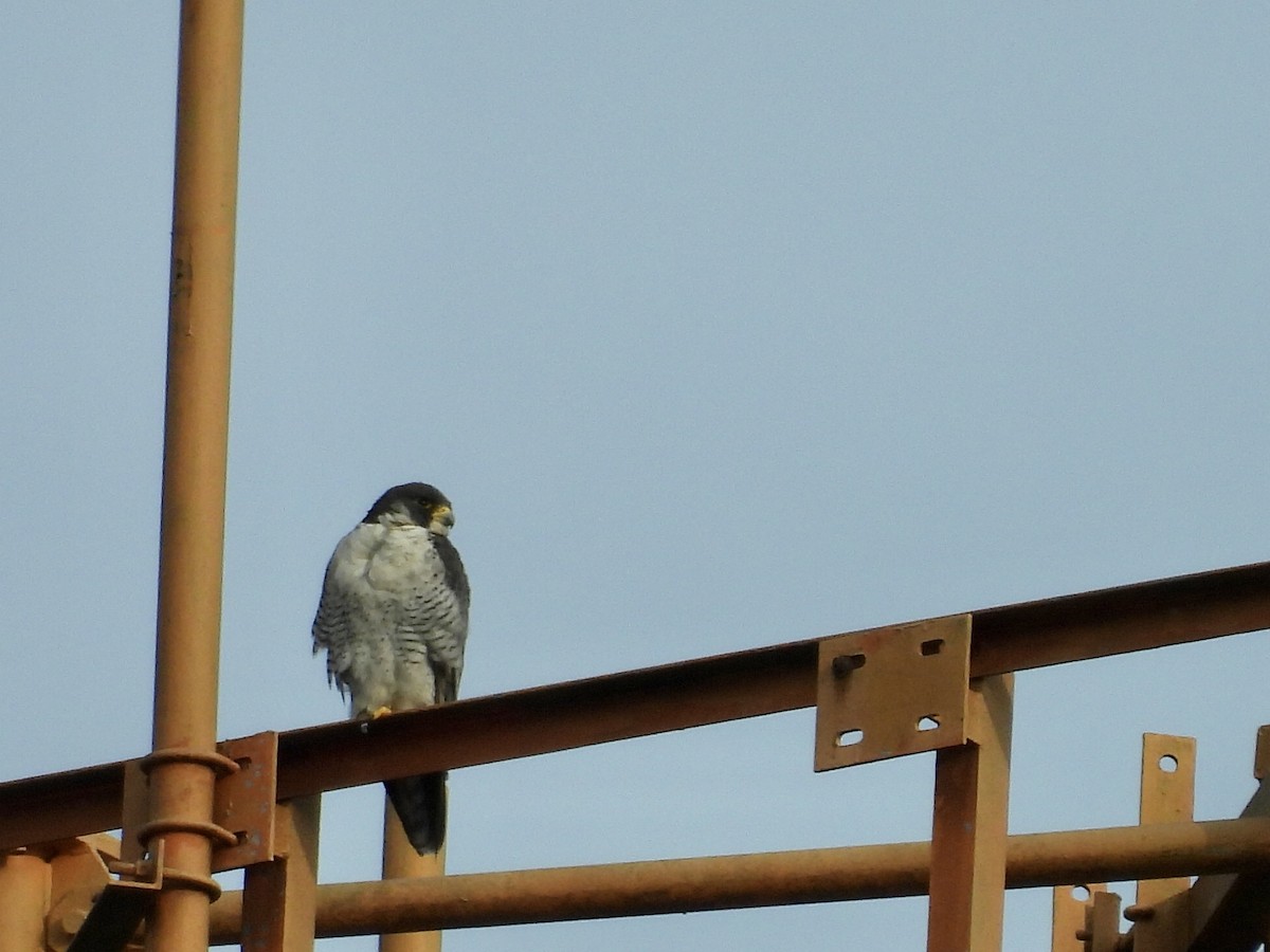 sokol stěhovavý - ML645199405