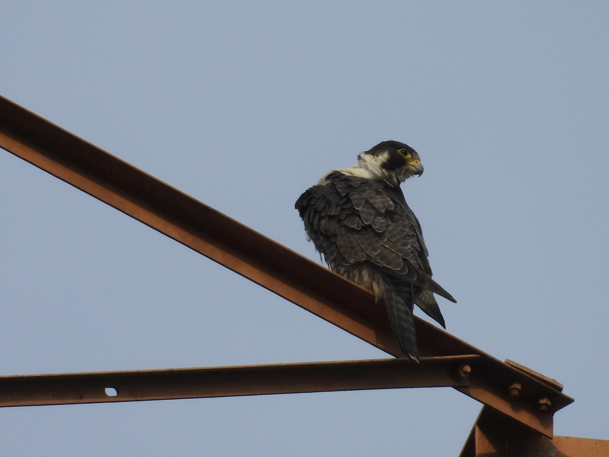 sokol stěhovavý - ML645199406