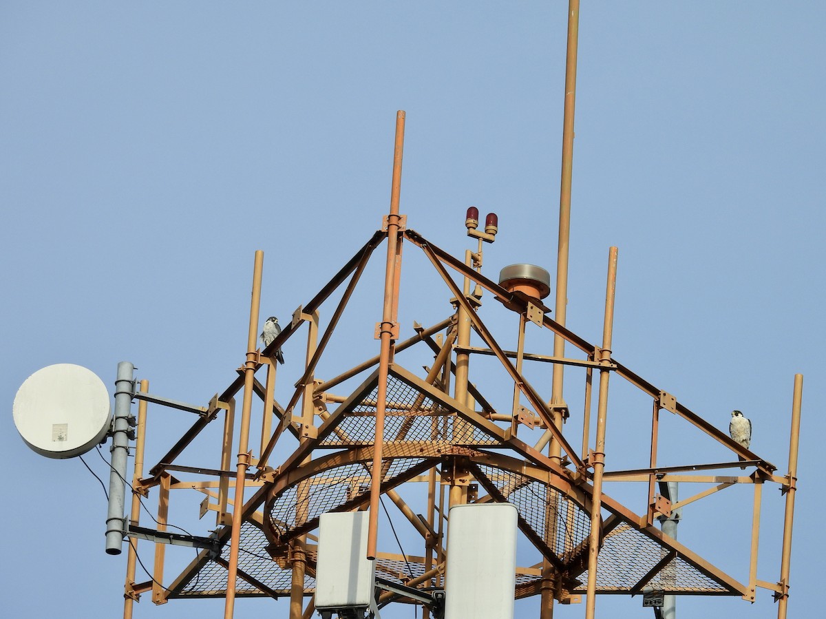 sokol stěhovavý - ML645199407