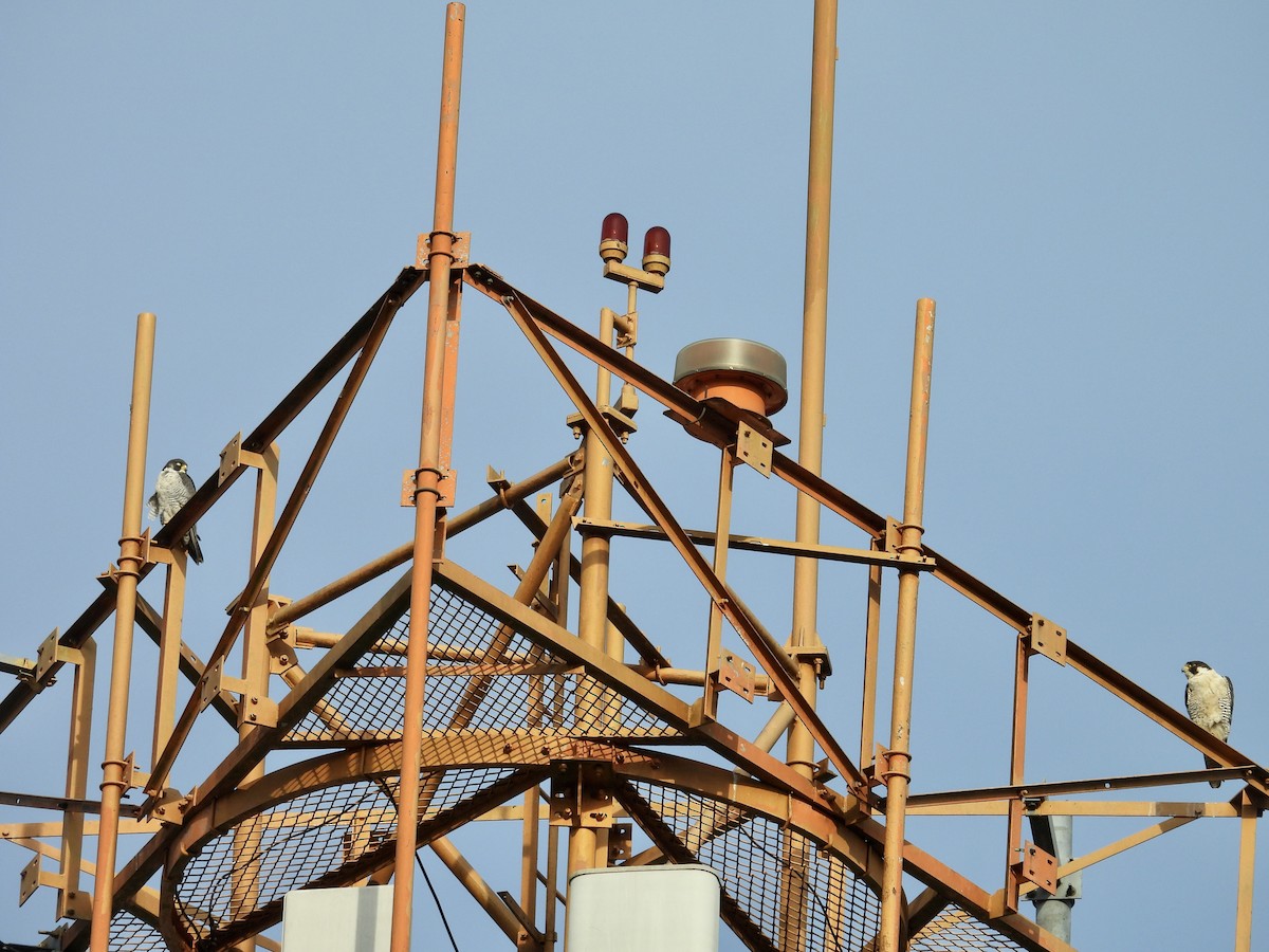 sokol stěhovavý - ML645199408