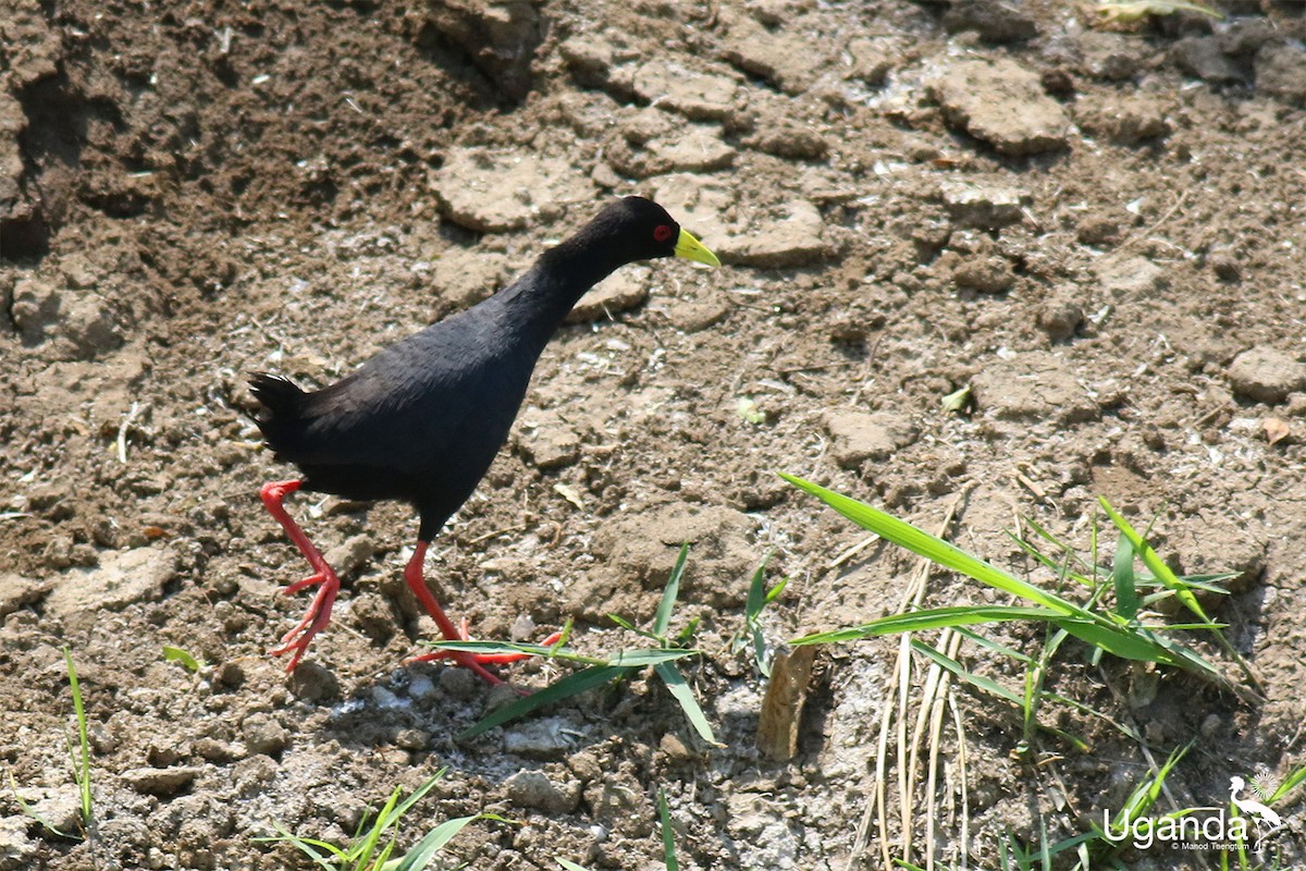 Black Crake - ML645199415