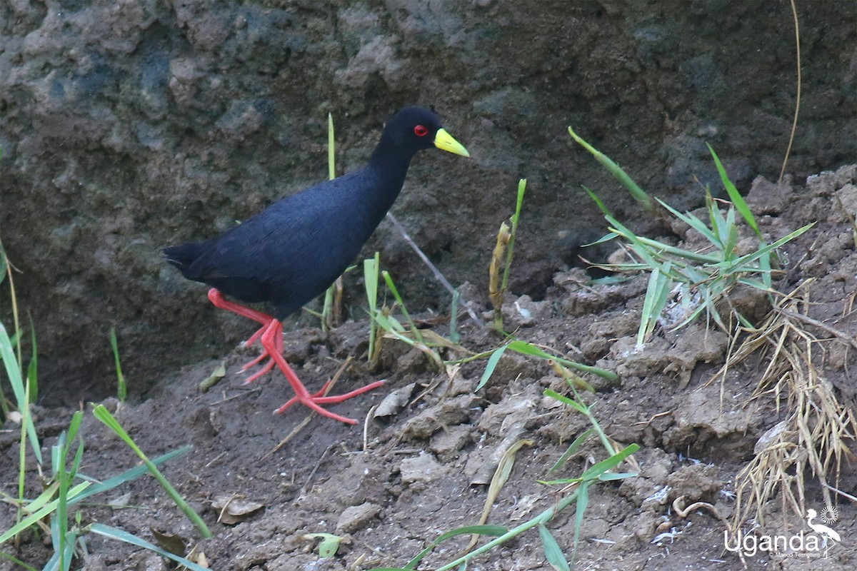 Black Crake - ML645199416