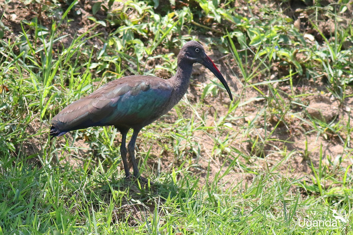 Hadada Ibis - ML645199417