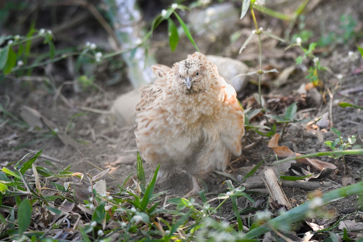 Galeper japoniarra - ML645199438