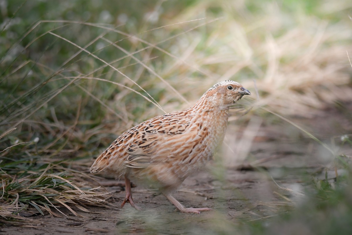 Galeper japoniarra - ML645199439