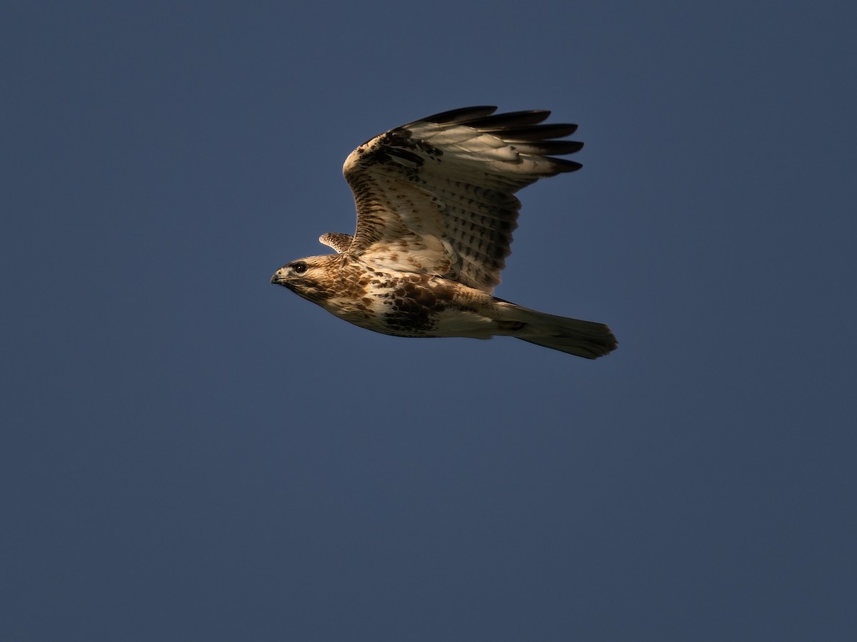 東方鵟 - ML645199446