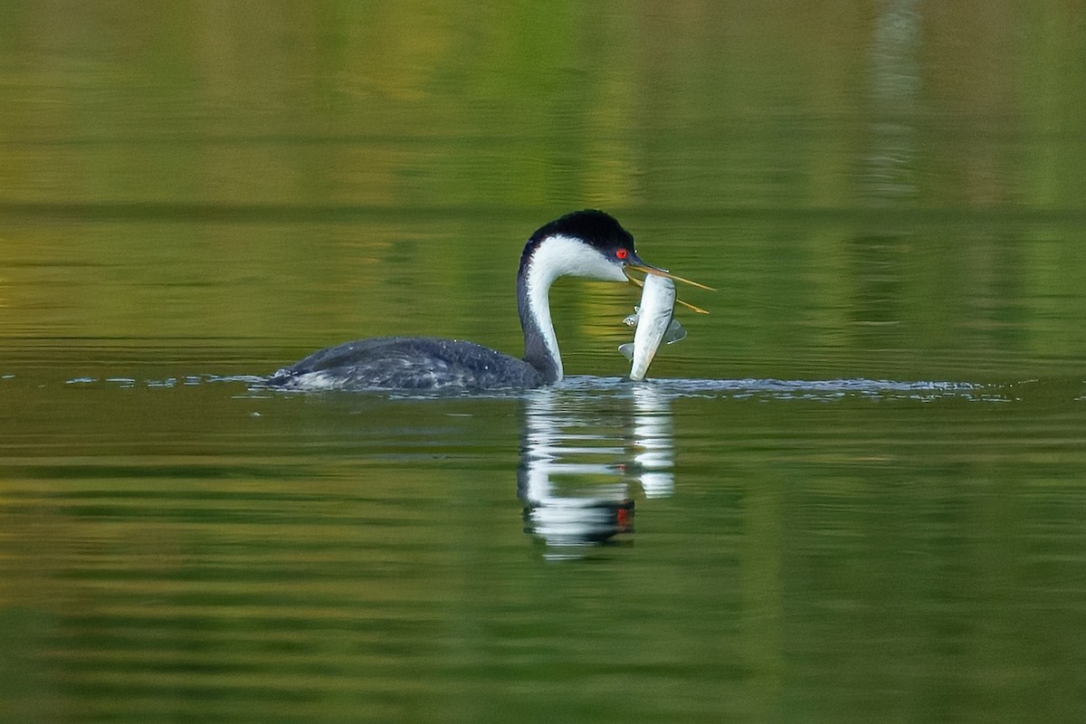 Western Grebe - ML645199449