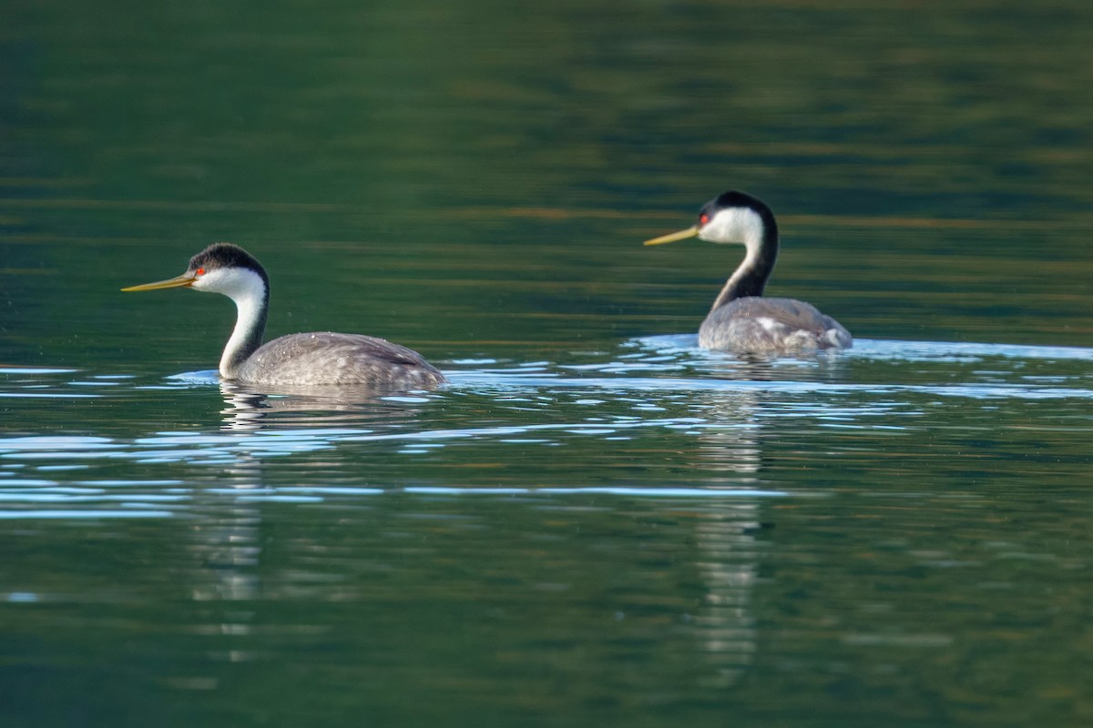 Western Grebe - ML645199450