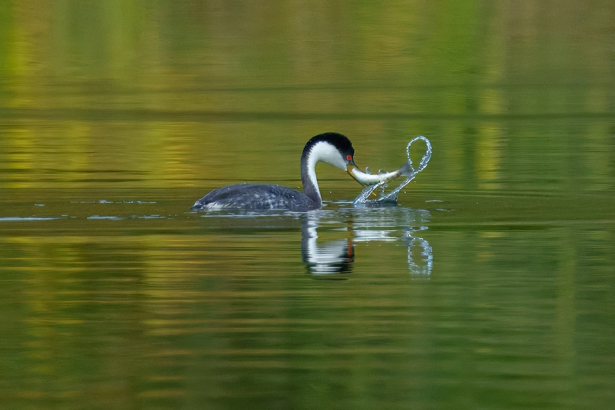 Western Grebe - ML645199451
