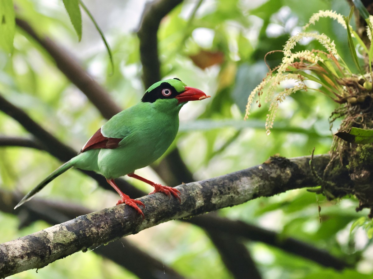 Bornean Green-Magpie - ML645199469