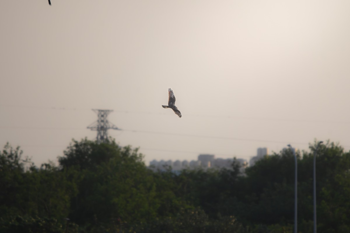 Eastern Marsh Harrier - ML645199501