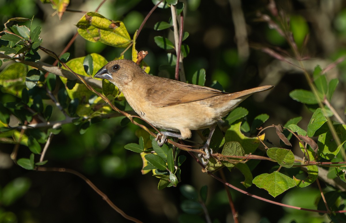 Scaly-breasted Munia - ML645199561