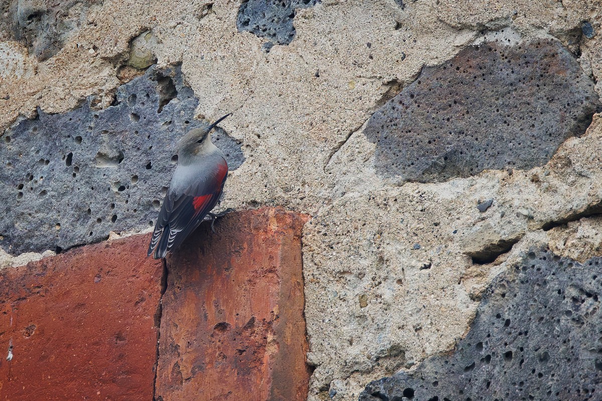 Wallcreeper - ML645199572