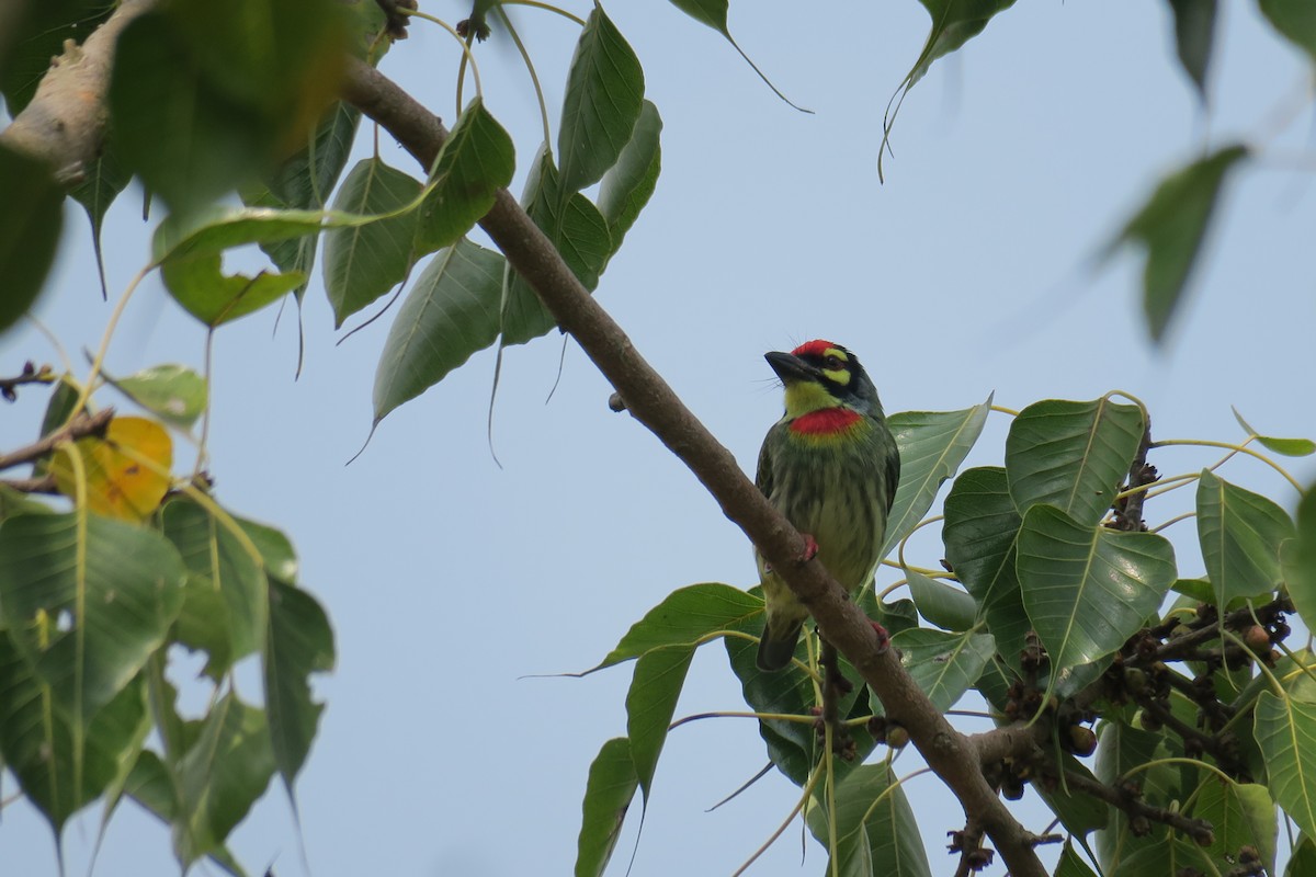 Coppersmith Barbet - ML645199592