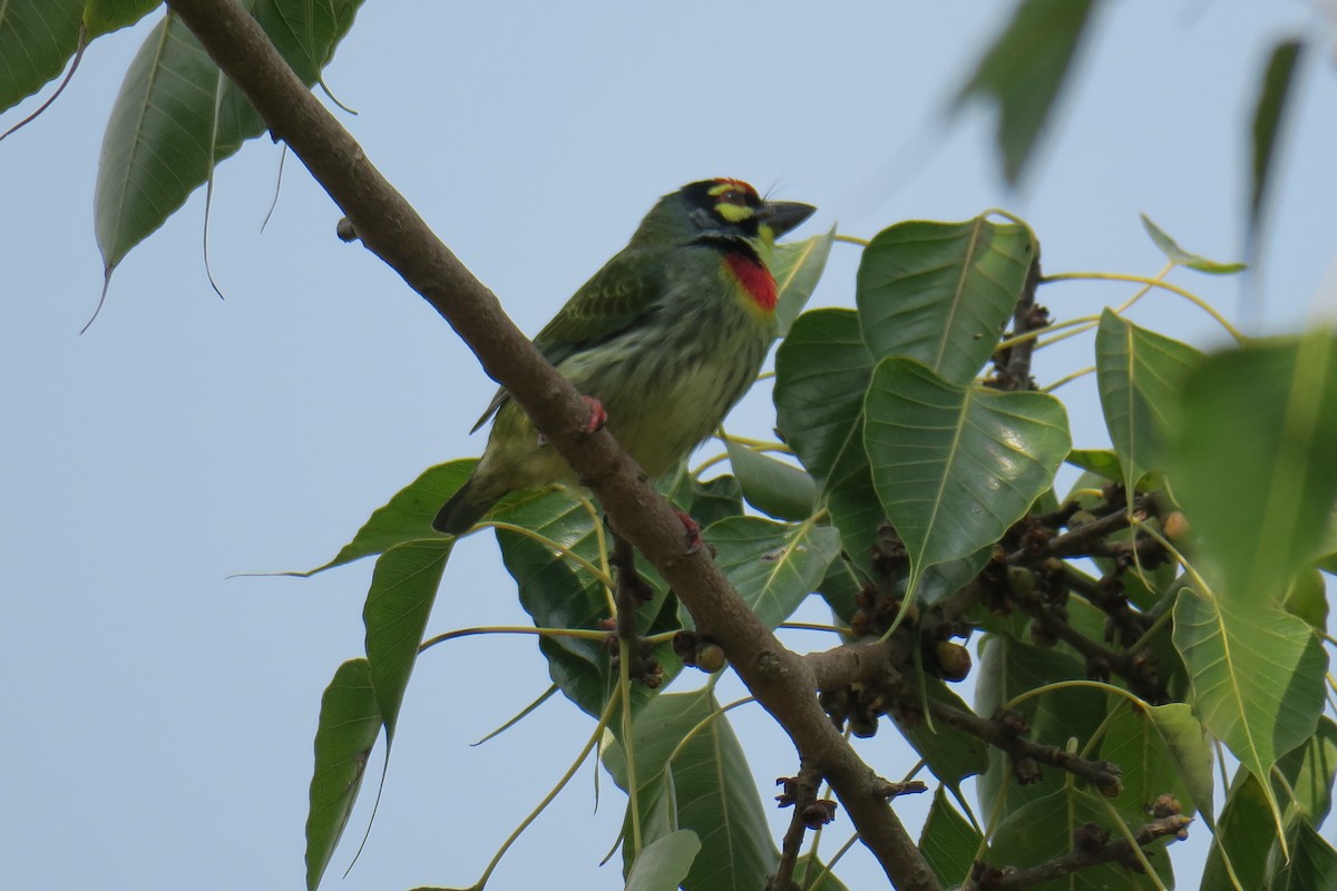 Coppersmith Barbet - ML645199593