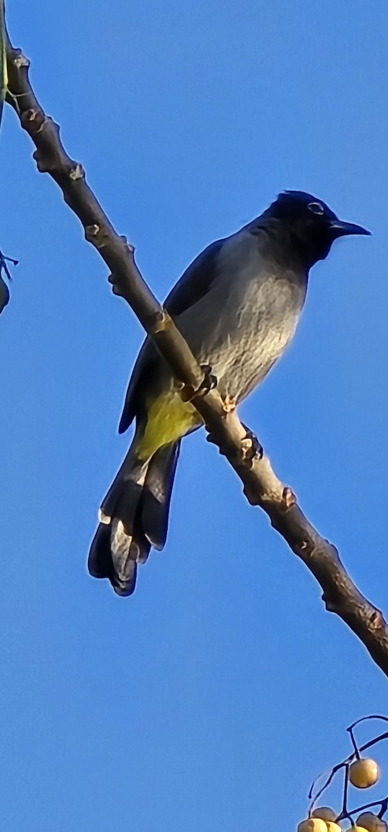 White-spectacled Bulbul - ML645199594