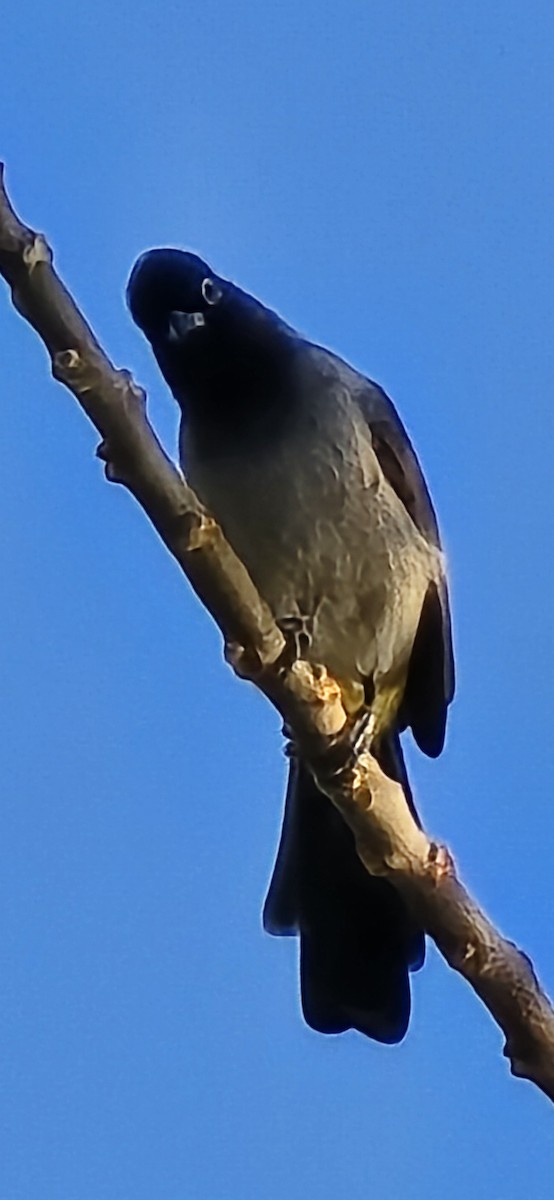 White-spectacled Bulbul - ML645199595
