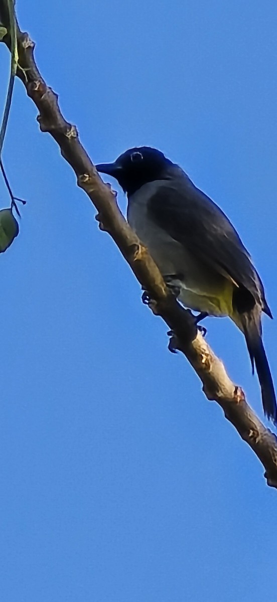 White-spectacled Bulbul - ML645199596