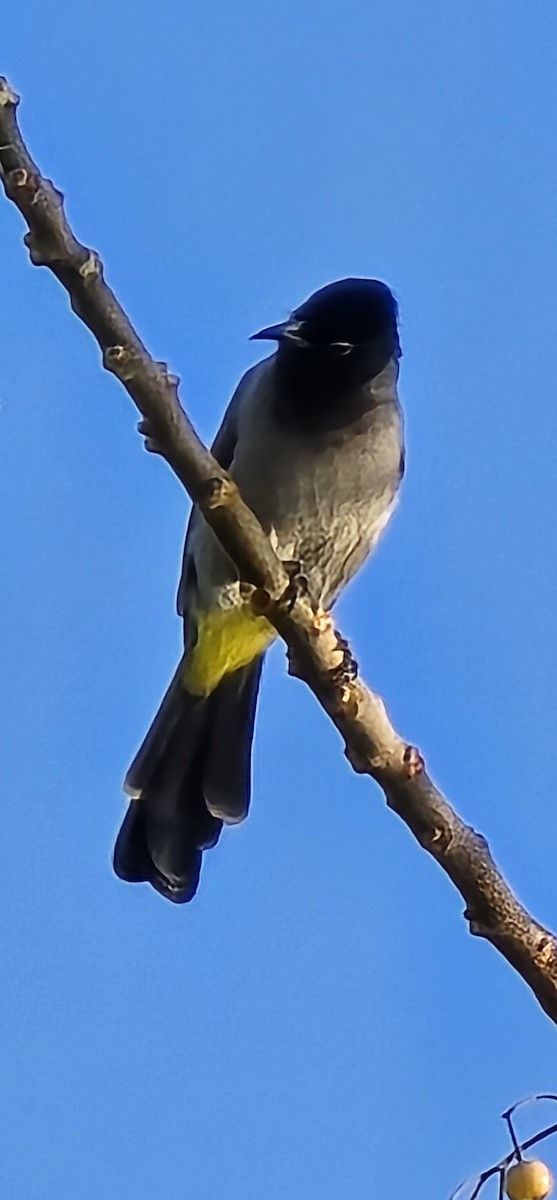 White-spectacled Bulbul - ML645199597