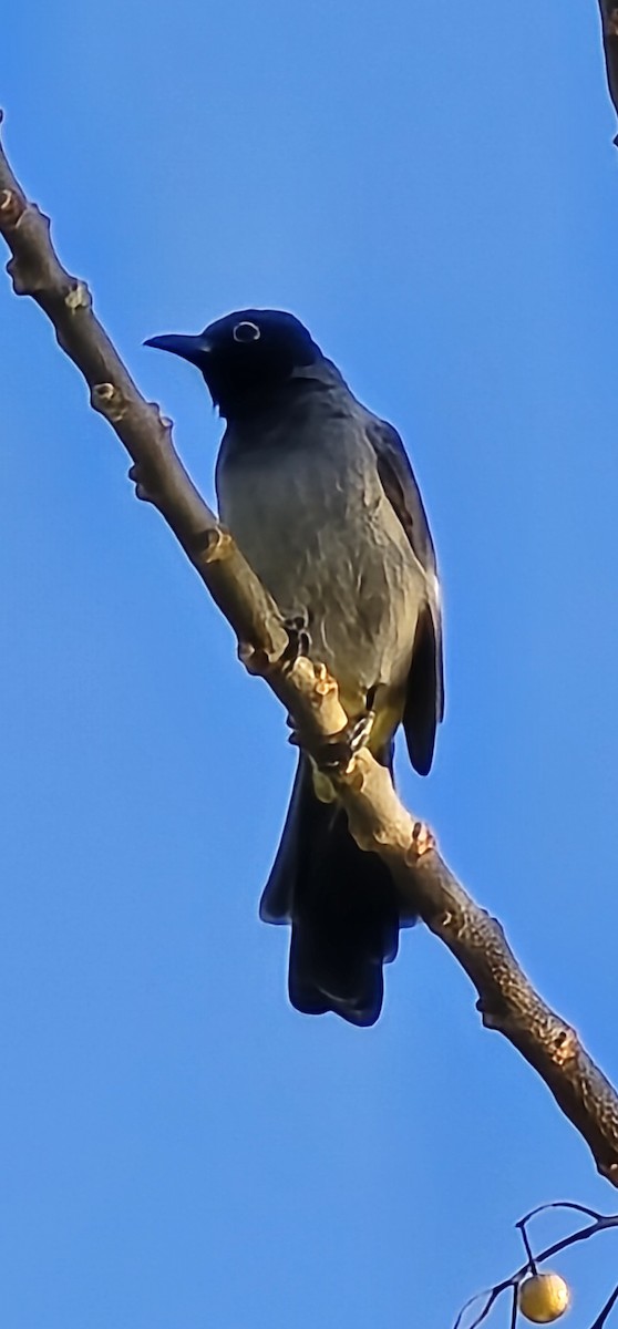 White-spectacled Bulbul - ML645199598