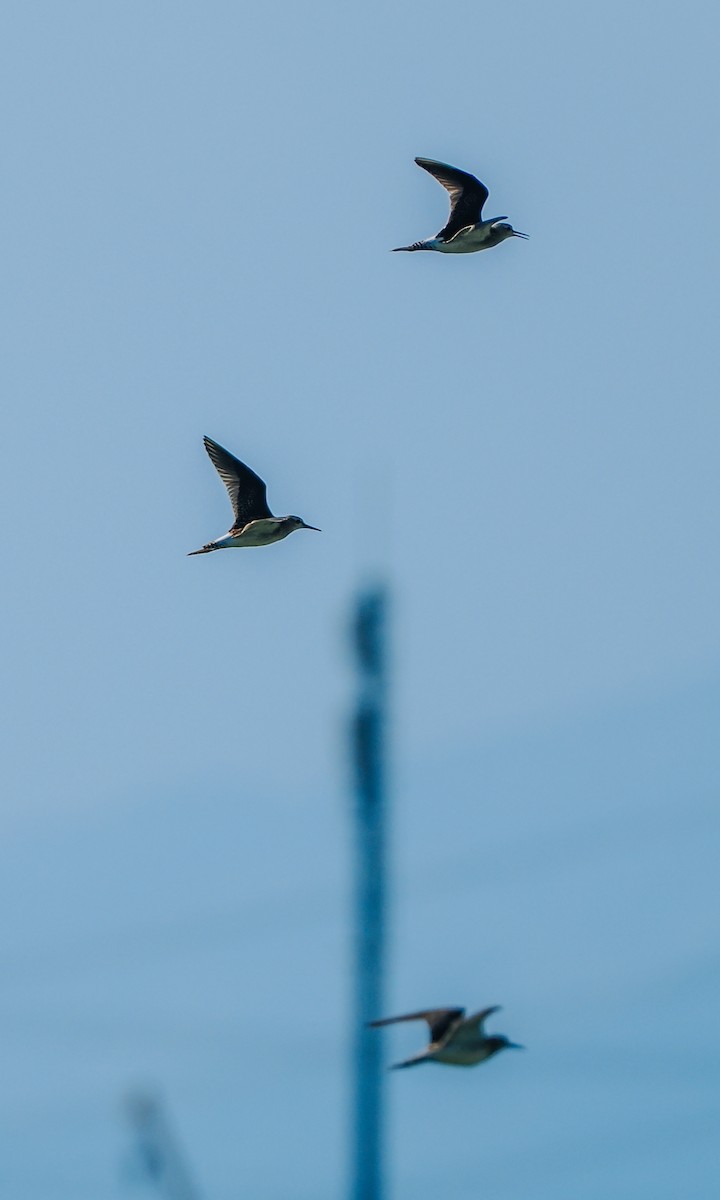 Wood Sandpiper - ML645199599