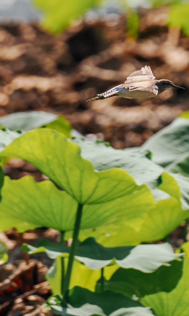Wood Sandpiper - ML645199600