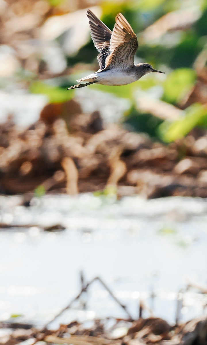 Wood Sandpiper - ML645199602