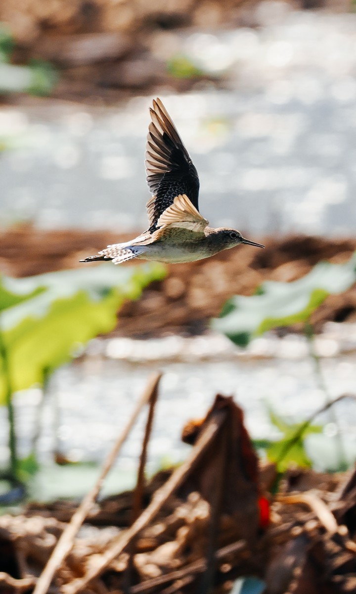 Wood Sandpiper - ML645199603