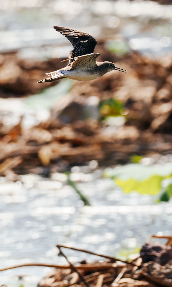 Wood Sandpiper - ML645199604
