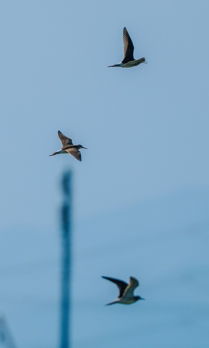 Wood Sandpiper - ML645199606