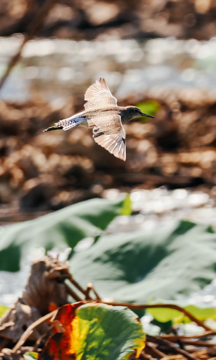 Wood Sandpiper - ML645199607