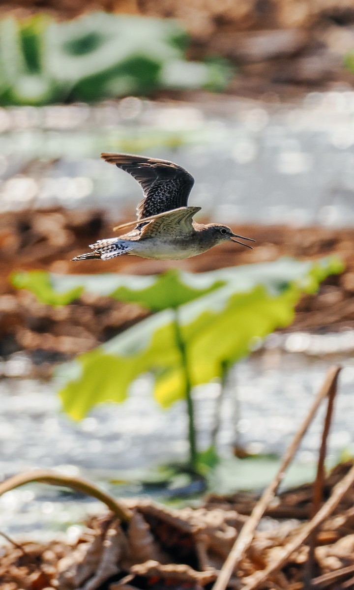 Wood Sandpiper - ML645199608