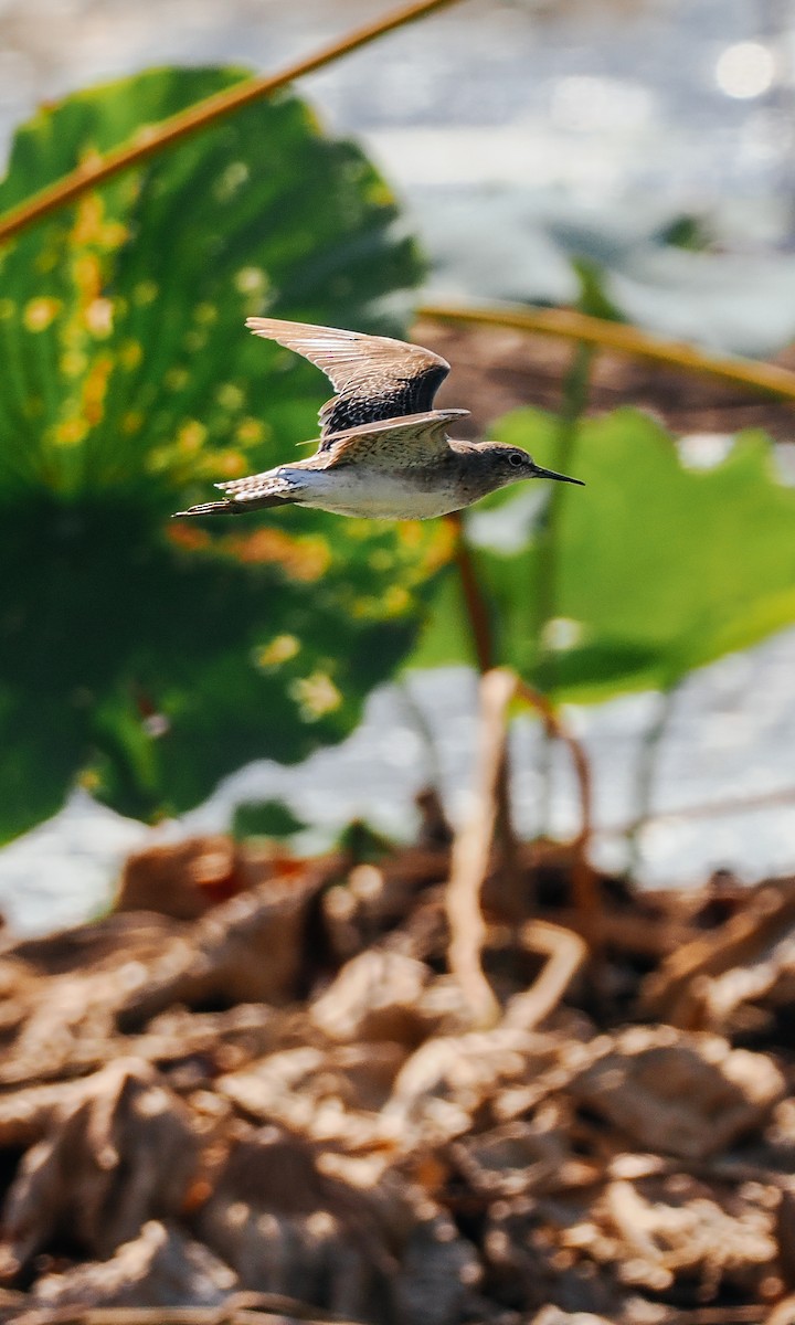 Wood Sandpiper - ML645199609
