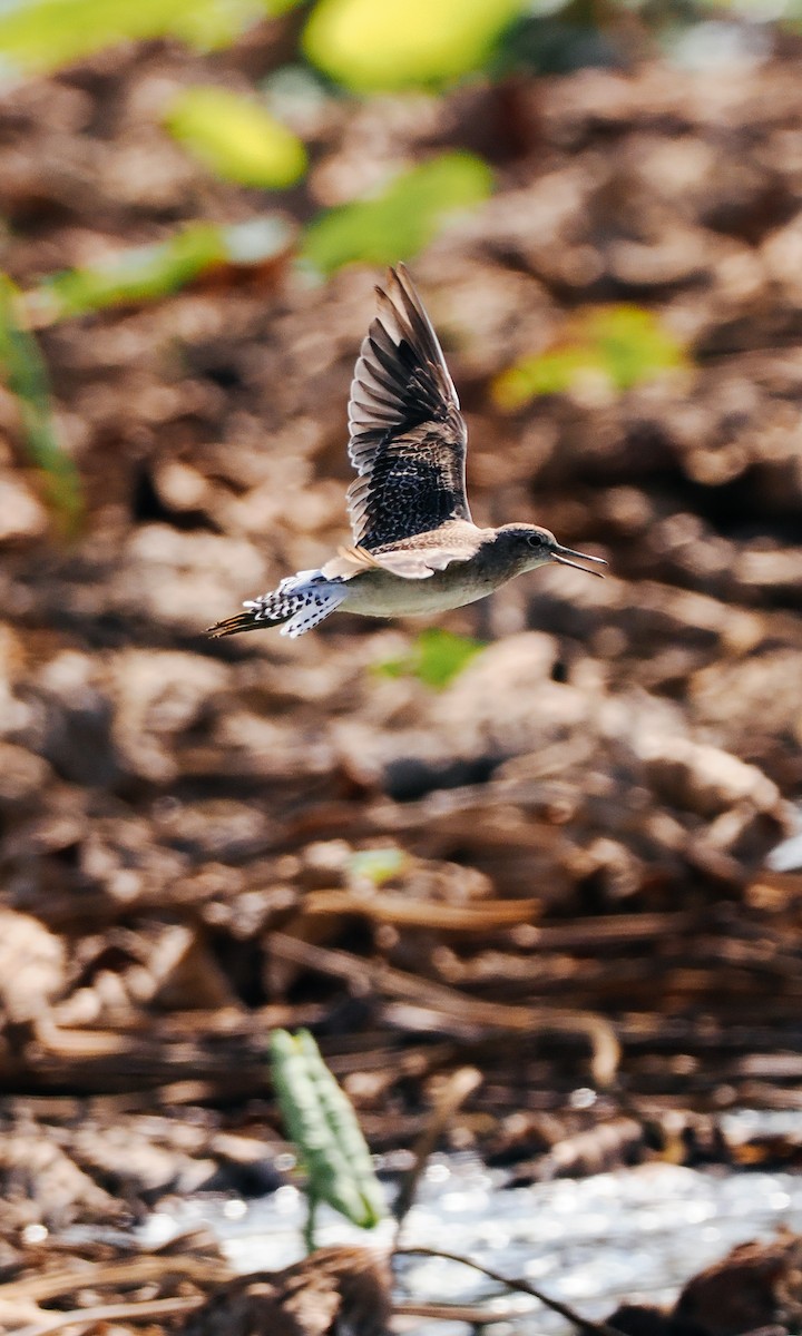 Wood Sandpiper - ML645199610