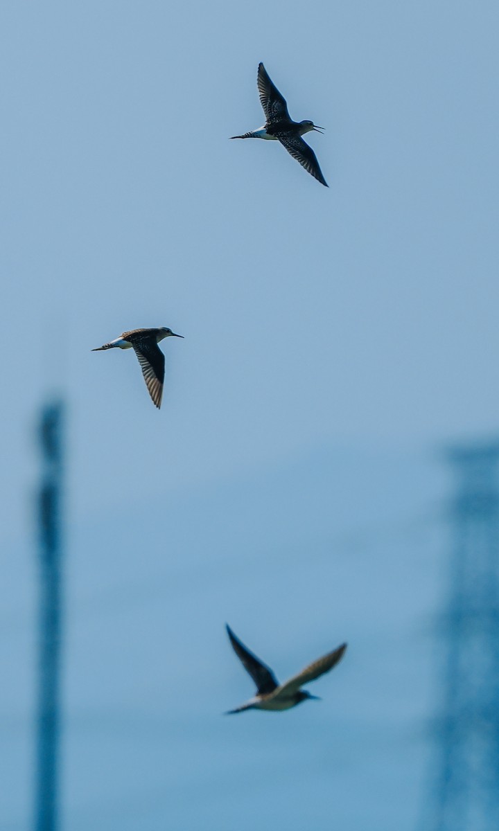 Wood Sandpiper - ML645199611