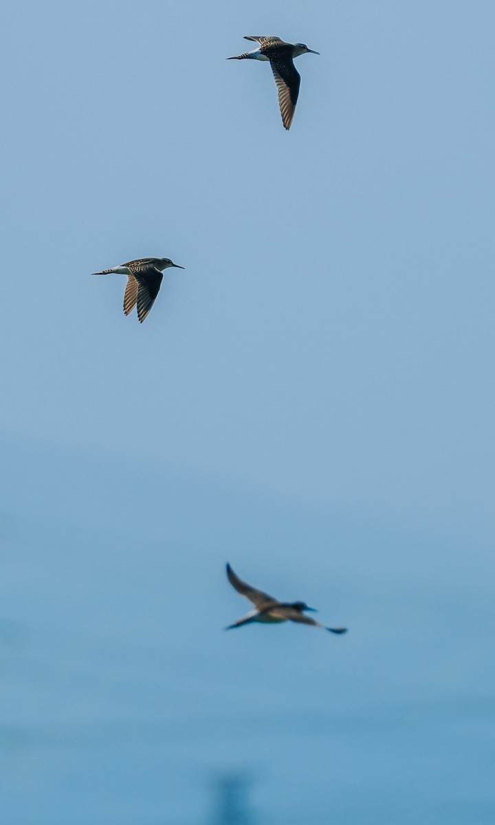 Wood Sandpiper - ML645199612