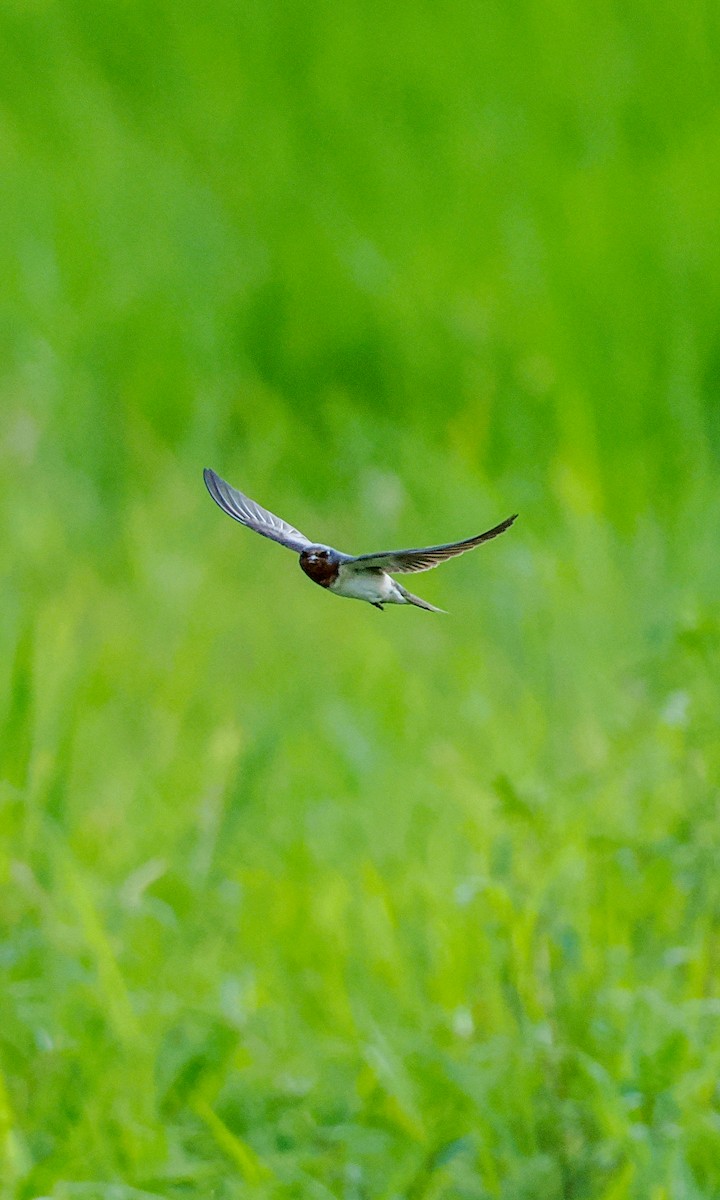Barn Swallow - ML645199615