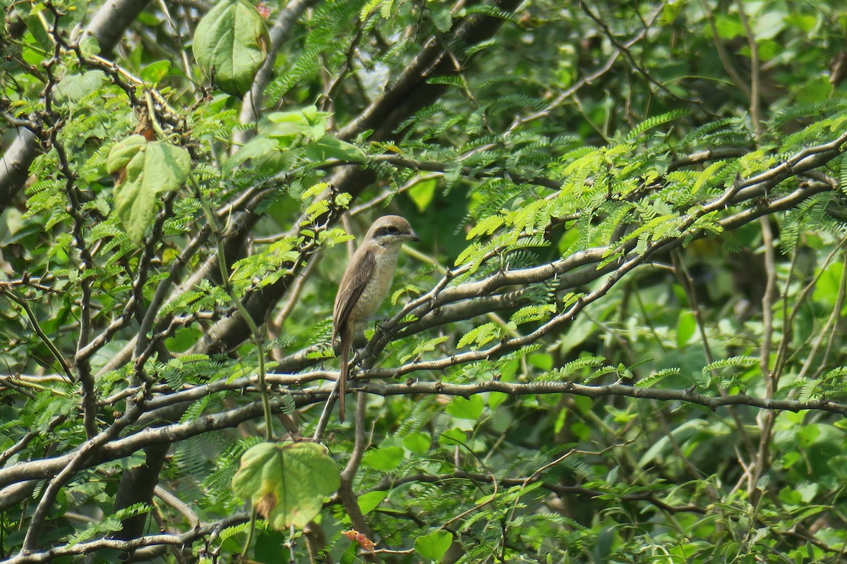 Brown Shrike - ML645199617