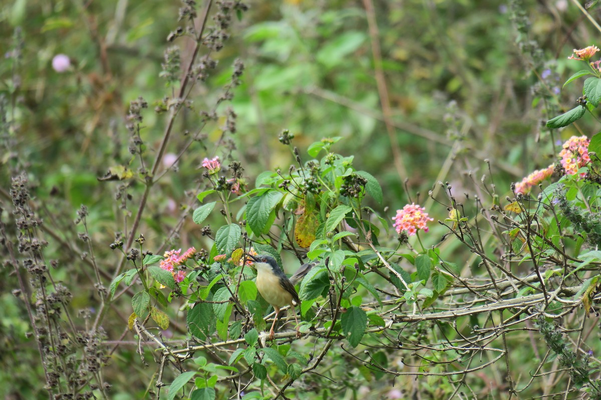Ashy Prinia - ML645199619