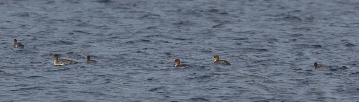 Red-breasted Merganser - ML645199620