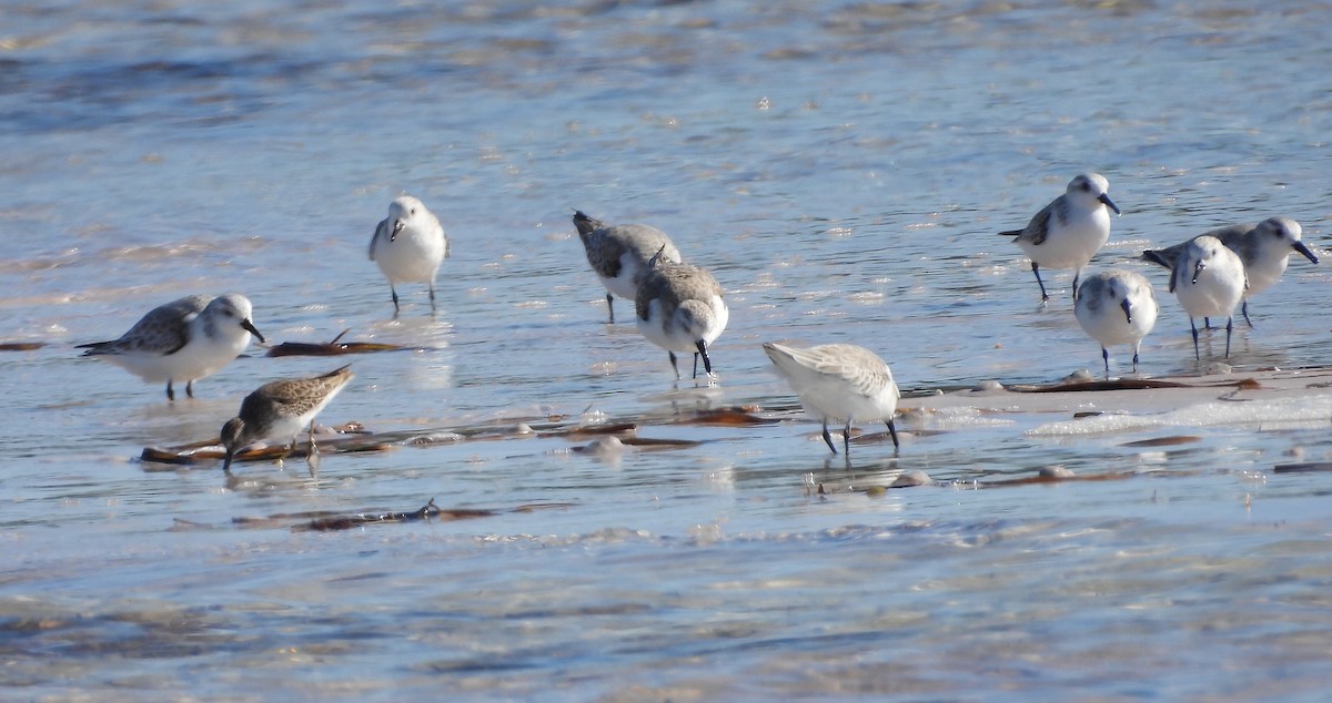 Sanderling - ML645199621