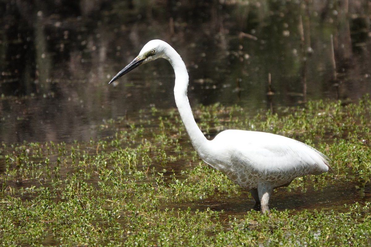 Great Egret - ML645199628
