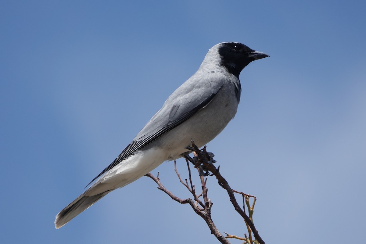 Black-faced Cuckooshrike - ML645199630