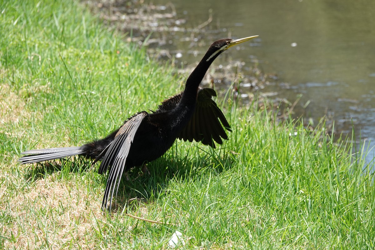 Australasian Darter - ML645199633