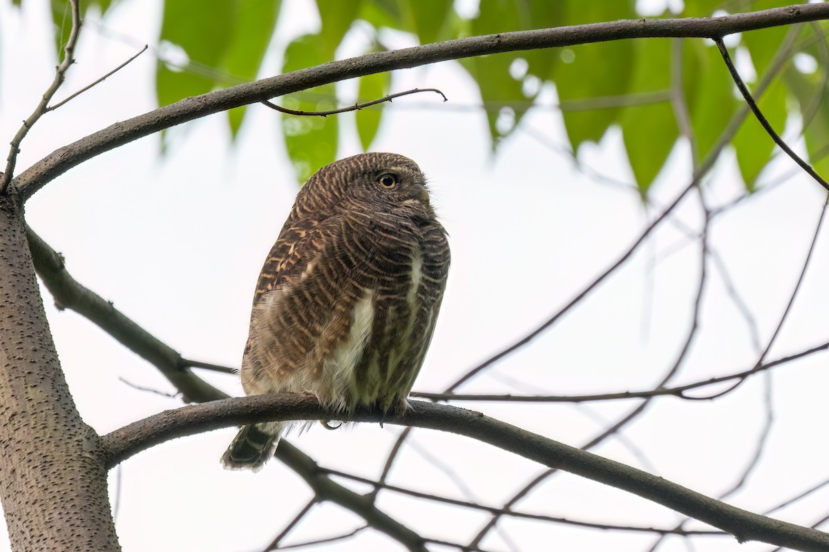 Asian Barred Owlet - Kalpesh Krishna