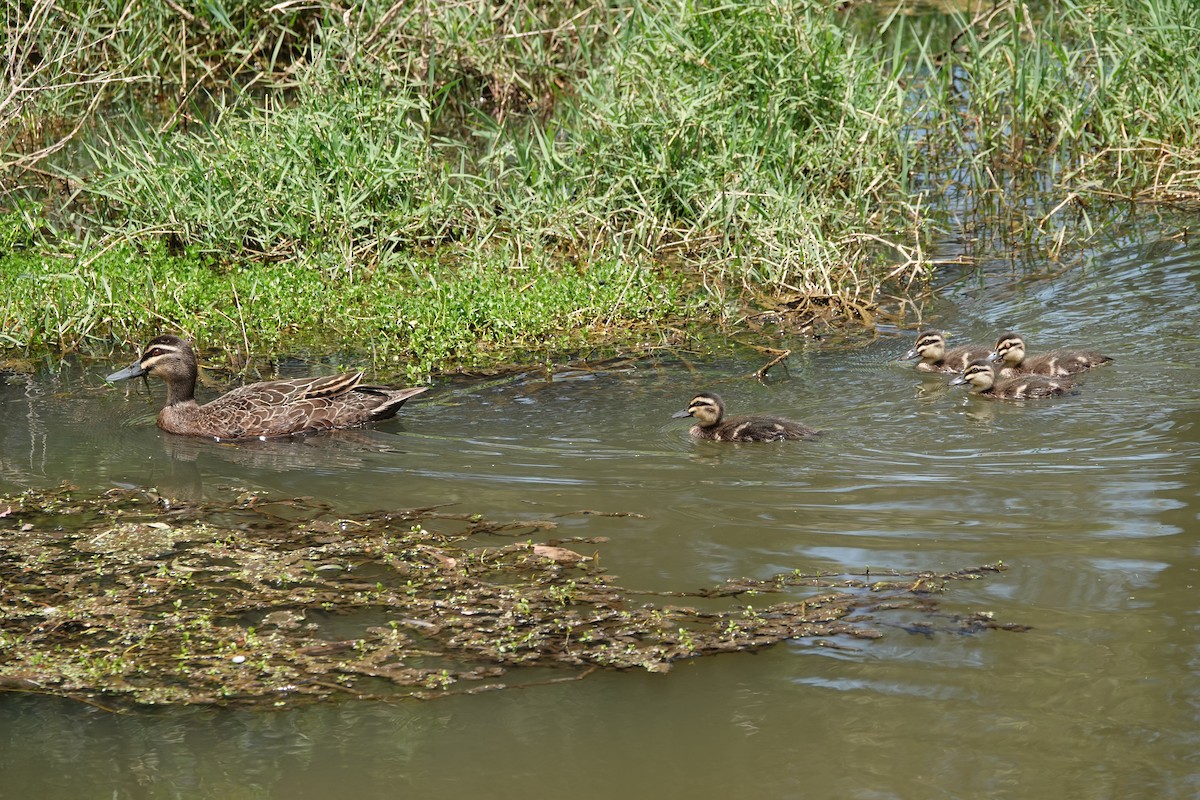 Pacific Black Duck - ML645199638