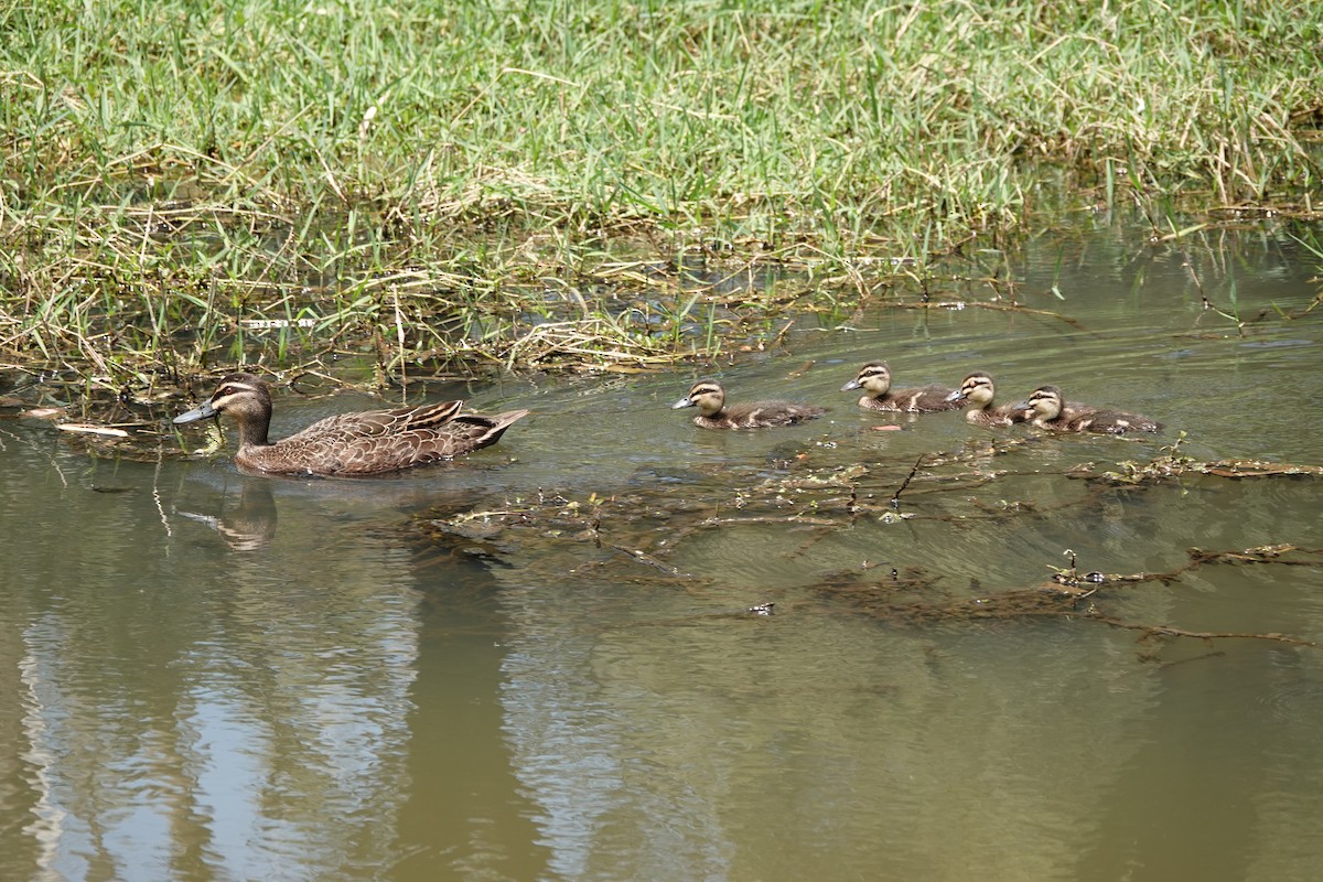 Pacific Black Duck - ML645199649